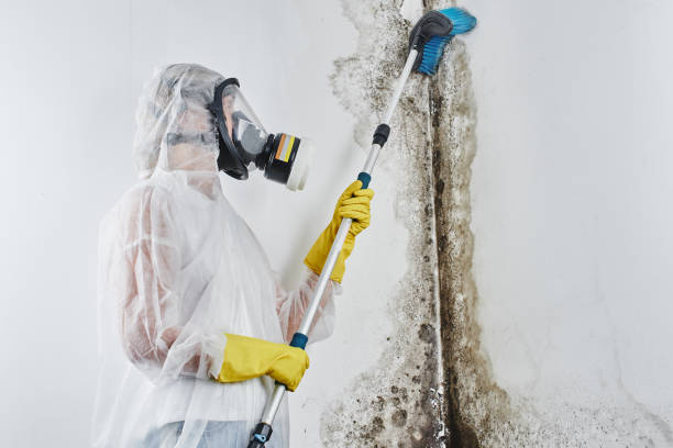 Best Emergency Mold Removal  in Pomeroy, WA