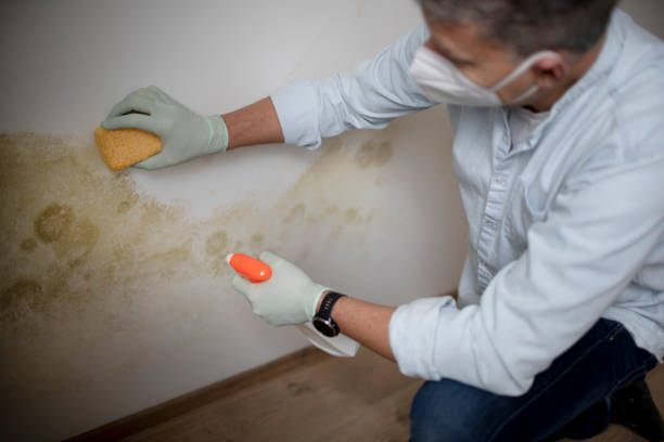 Best Local Mold Removal Service  in Pomeroy, WA