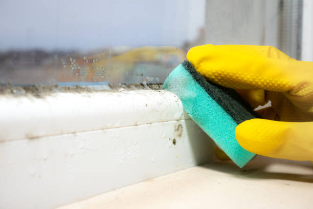 Best Residential Mold Removal  in Pomeroy, WA