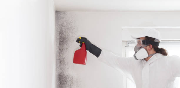 Best Mold Removal and Inspection  in Pomeroy, WA