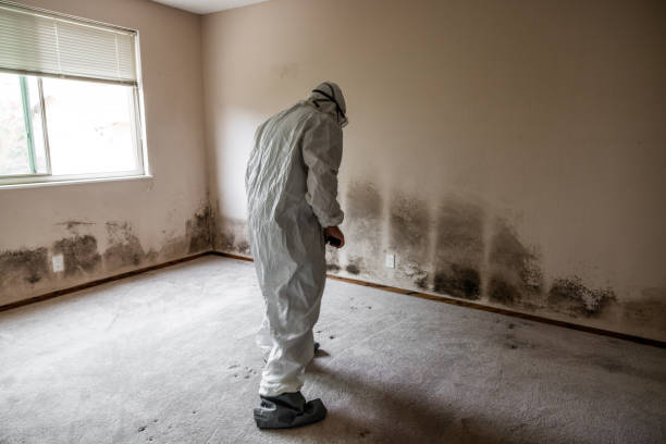 Best Mold Damage Repair  in Pomeroy, WA